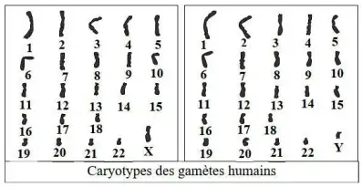 Transfert de l’information génétique au cours de la reproduction sexuée